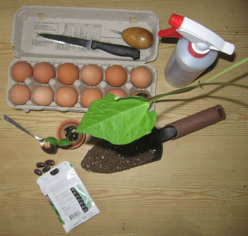 The Benefit Of Egg Shells And Coffee Grounds For Your Garden